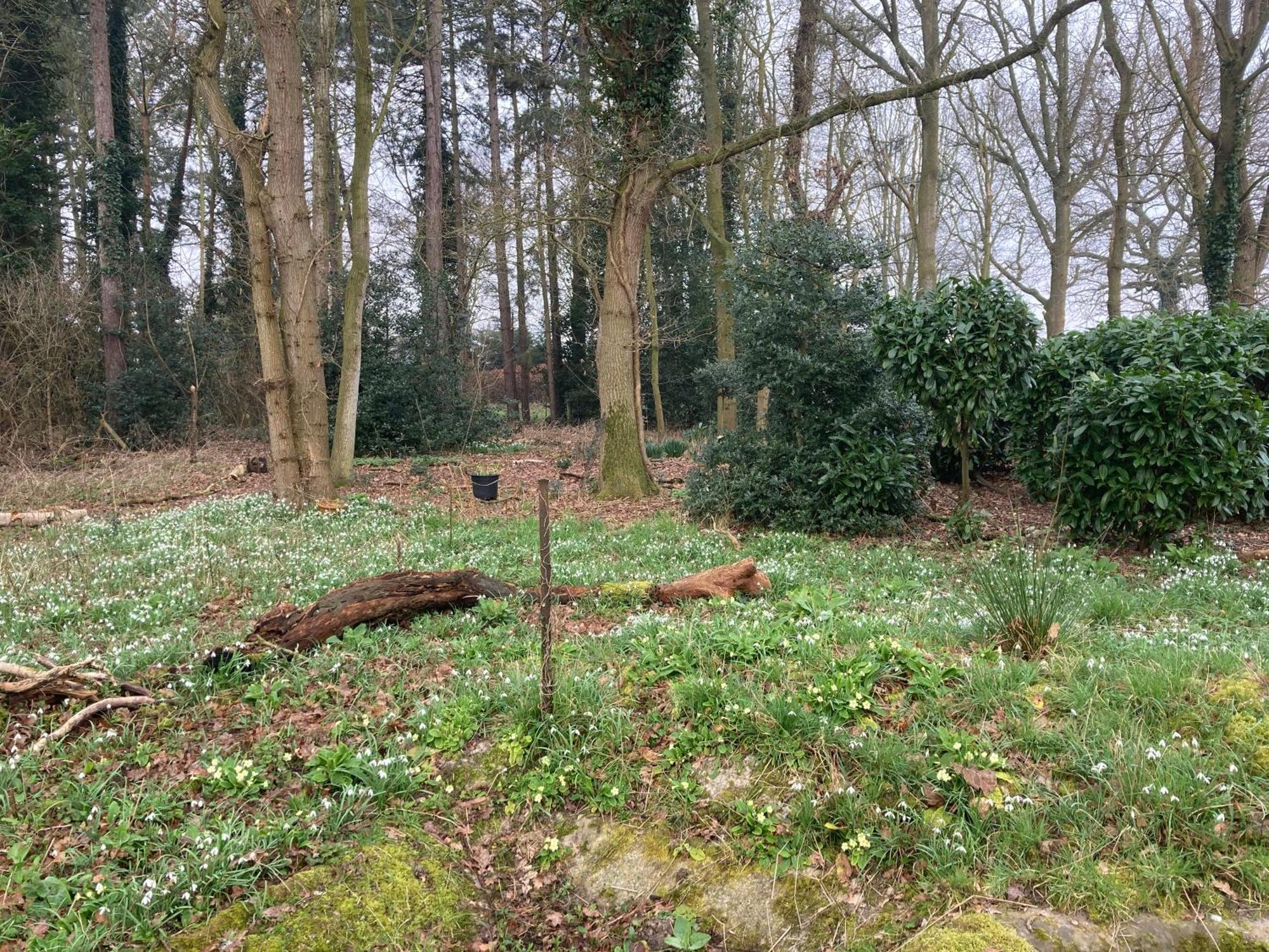 Woodland Retreat, Market Lane, Blundeston, Lowestoft Exteriér fotografie